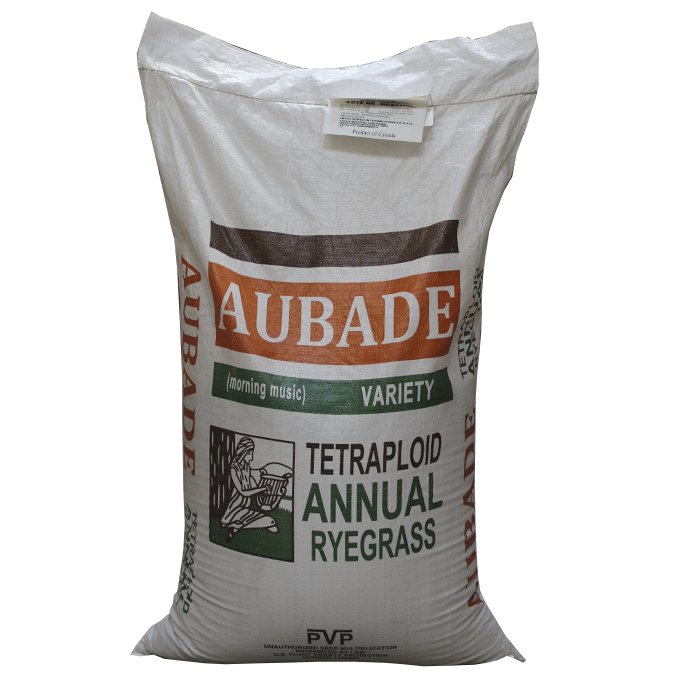 RYE GRASS ANUAL AUBADE